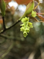 Acer caudatifolium