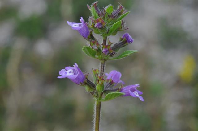 Acinos arvensis (GENplants) · iNaturalist