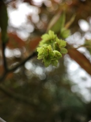 Acer caudatifolium