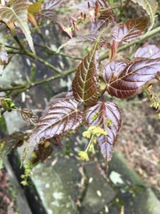 Acer caudatifolium