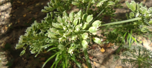 Peucedanum hispanicum, photograph 1