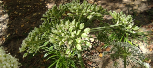Peucedanum hispanicum, photograph 2