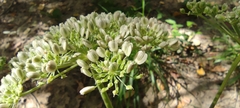 Peucedanum hispanicum