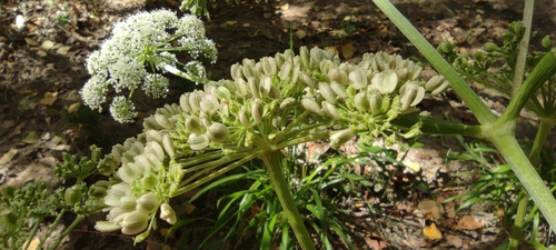 Peucedanum hispanicum, photograph 3