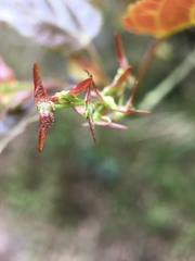 Acer caudatifolium