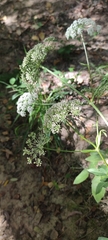 Peucedanum hispanicum, photograph Santiago Martín-Bravo, CC BY, iNaturalist via GBIF