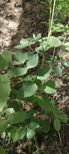 Peucedanum hispanicum, photograph 5