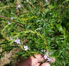Lythrum alatum image