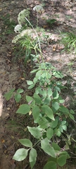 Peucedanum hispanicum, photograph Santiago Martín-Bravo, CC BY, iNaturalist via GBIF