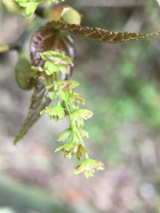Acer caudatifolium
