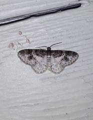 Hydrelia lucata