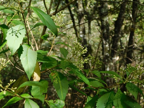Ageratina ligustrina, photograph 6