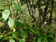 Ageratina ligustrina, photograph (c) Neptalí Ramírez Marcial, some rights reserved (CC BY)