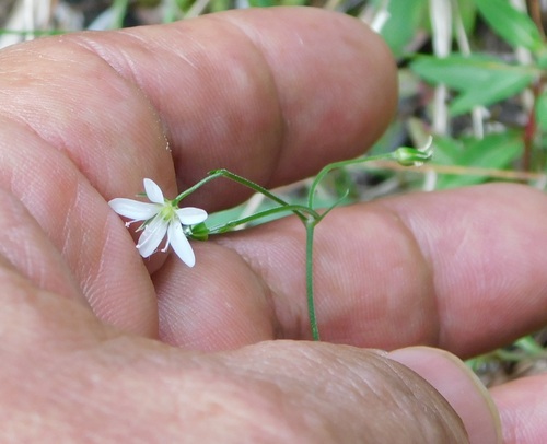 Marsh sandwort (Arenaria paludicola)