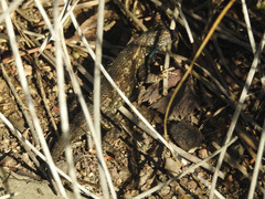 Sceloporus occidentalis
