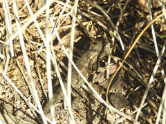 Sceloporus occidentalis