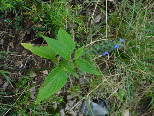 Salvia hispanica
