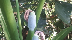 Alocasia macrorrhizos