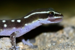 El Mouden Gecko photo 3