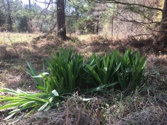 Hymenocallis occidentalis eulae