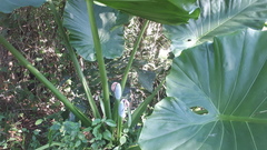 Alocasia macrorrhizos