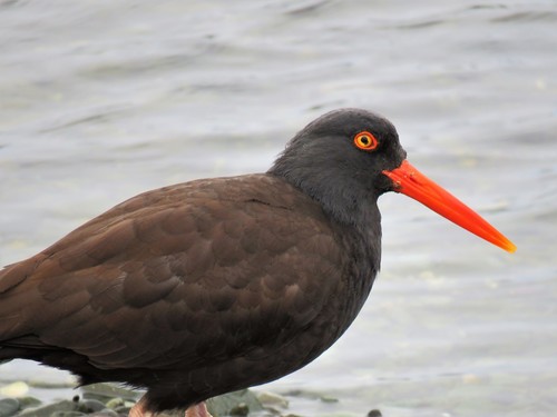 Black Oystercatcher