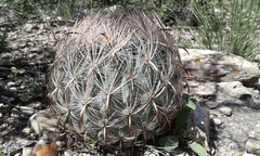 Echinomastus unguispinus