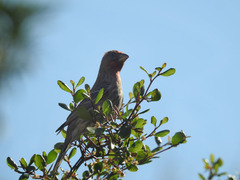 Haemorhous mexicanus