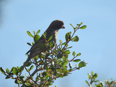 Haemorhous mexicanus