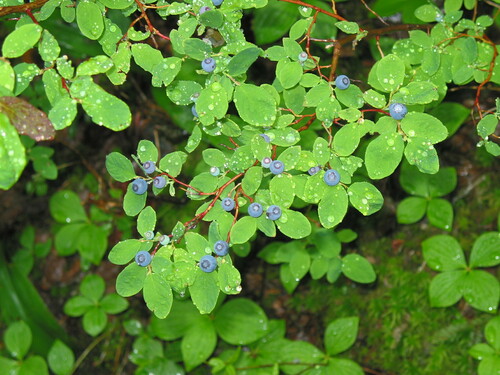 Vaccinium ovalifolium iNat (3)
