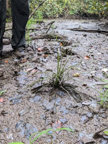 Strong Quillwort (Isoetes valida)