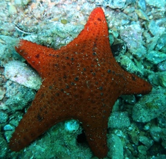 Anthaster valvulatus