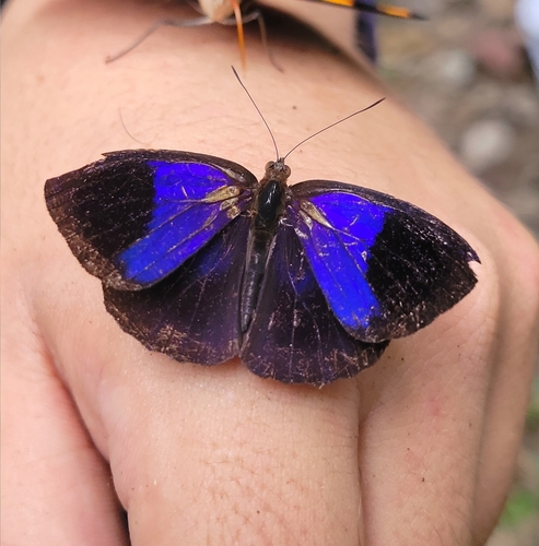 Eunica amelia
