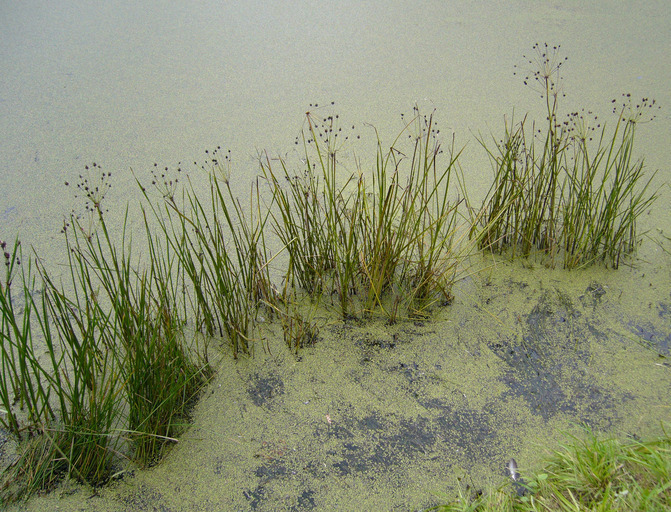 Plante aquatique — Wikipédia