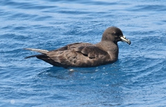 Procellaria parkinsoni