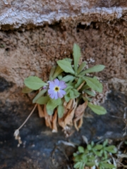 Primula specuicola