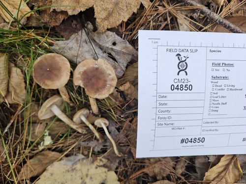 Hebeloma excedens