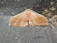 Antheraea pernyi