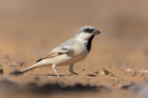 Desert Sparrow
