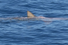 Carcharhinus brachyurus