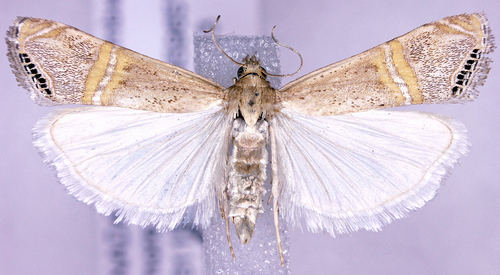 Representative image of Euchromius