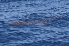 Carcharhinus brachyurus