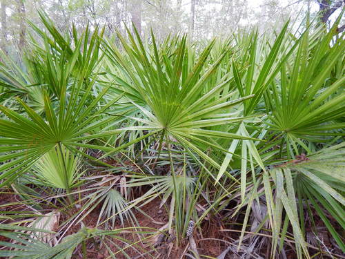 saw palmetto