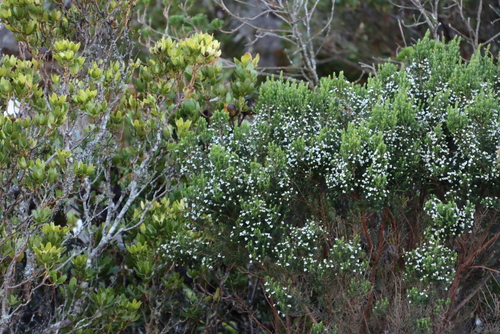 Image of Erica triflora by (c) Tony Rebelo, some rights reserved (CC BY-SA)