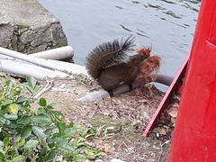 Callosciurus erythraeus