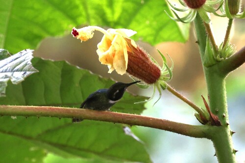 Geoffroy's Daggerbill (Schistes geoffroyi), photo 5