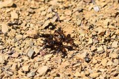 Camponotus maritimus