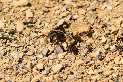 Camponotus maritimus