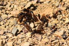 Camponotus maritimus
