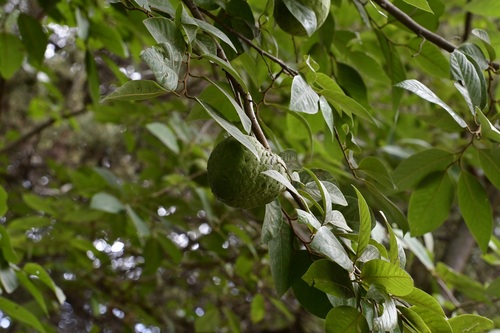 Annona cherimola